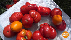 Огородные рекорды. Доброе утро. Фрагмент