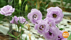 Цветы к 1 сентября: что выросло? Доброе утро. Фрагмент