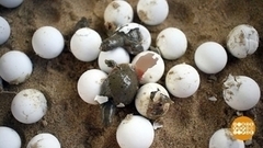 Черепашьи ясли. Доброе утро. Фрагмент