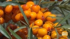 Вся польза облепихи. Доброе утро. Фрагмент