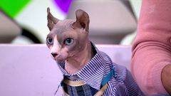 Видели видео? Анонс