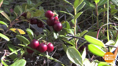 Лето кончилось — брусника началась! Доброе утро. Фрагмент 