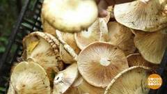 Самые грибные места. Доброе утро. Фрагмент