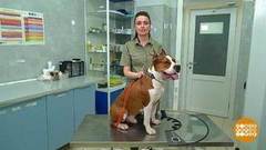 Собака-кусака и защитный воротник. Доброе утро. Фрагмент