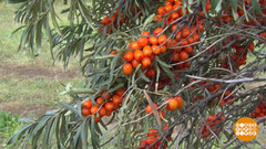 Облепиха. Оранжевое море. Доброе утро. Фрагмент