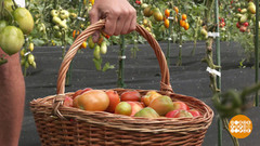 Что делать с недозревшим урожаем. Доброе утро. Фрагмент