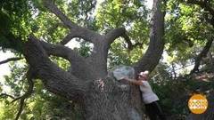 Как лечат деревья. Доброе утро. Фрагмент