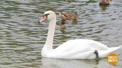 Птицы в городе: кормить или нет? Доброе утро. Суббота. Фрагмент