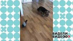 Голубь против терьера. Видели видео? Фрагмент