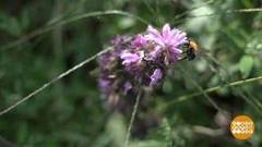 Магия осенних трав. Доброе утро. Фрагмент 