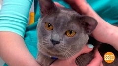 Промываем глаза коту. Доброе утро. Фрагмент 