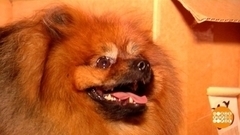 Пошел на работу — и пес с ним! Доброе утро. Фрагмент 