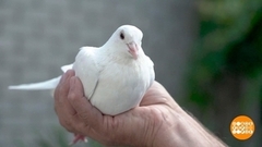 Летите, голуби, летите… Доброе утро. Фрагмент 