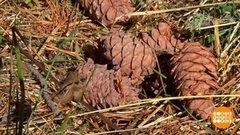 Как собирают кедровые орехи. Доброе утро. Фрагмент