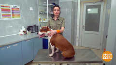 Избавляем собаку от клеща. Доброе утро. Фрагмент