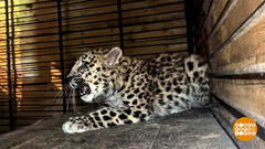 Рысенок Руни и другие усатые. Доброе утро. Фрагмент 