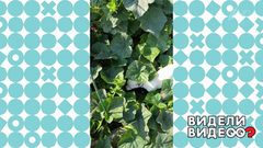 Огуречный рецидивист. Видели видео? Фрагмент