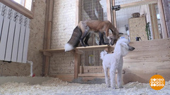 Как лисичка и пудель подружились. Доброе утро. Фрагмент