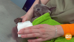 Лечим кошке лапку. Доброе утро. Фрагмент