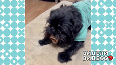 Собака-Чубакка. Видели видео? Фрагмент