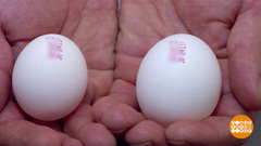 Яйцо. Всесторонний взгляд. Доброе утро. Фрагмент