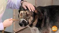 Про людей и зверей. Доброе утро. Суббота. Фрагмент