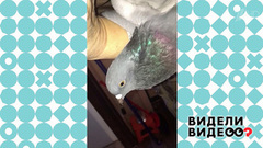 Голубь-охранник. Видели видео? Фрагмент