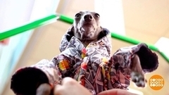 Комбинезон для собаки. И валенки… Доброе утро. Фрагмент