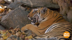 Приморский край: в гости к тиграм и леопардам. Доброе утро. Фрагмент 