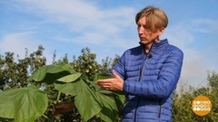 Что посадить на даче осенью. Доброе утро. Суббота. Фрагмент