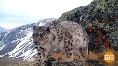 Снежного барса видишь? А он есть… Доброе утро. Суббота. Фрагмент