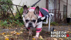 Две жизни бульдога. Видели видео? Фрагмент