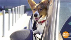 Мы везем с собой… собаку. Доброе утро. Фрагмент