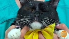  Лайфхаки для кошатников. Доброе утро. Фрагмент