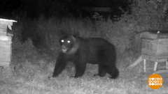 Все мишки — в гости к нам? Доброе утро. Фрагмент