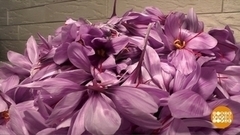 Крымский шафран. Красное золото. Доброе утро. Фрагмент 