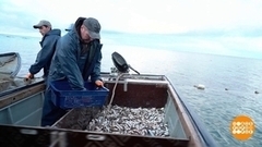 Ловись, рыбка! Доброе утро. Фрагмент