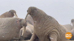 Моржи приплыли на Ямал. Доброе утро. Фрагмент