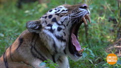 Открываем Россию с Первым каналом. Доброе утро. Фрагмент