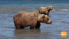 Россия — заповедная страна. Доброе утро. Фрагмент