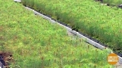 Елочек должно быть много! Доброе утро. Фрагмент