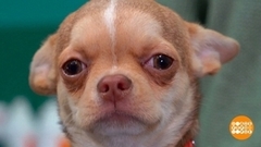 Приучаем щенка к одежде. Доброе утро. Фрагмент