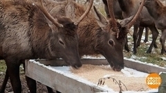 Лесные столовые. Налетай! Набегай! Доброе утро. Фрагмент 