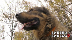 Подари голос. Видели видео? Фрагмент