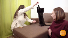 Дрессируем кошку. Доброе утро. Фрагмент