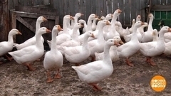 Гуси-лебеди. Доброе утро. Фрагмент 