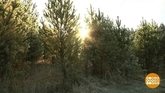 Современные технологии против елочных браконьеров. Доброе утро. Суббота. Фрагмент