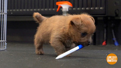 Отучаем щенка грызть вещи. Доброе утро. Фрагмент