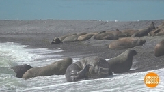 Эти загадочные моржи… Доброе утро. Фрагмент