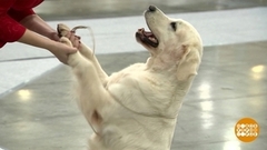 Собак много не бывает! Доброе утро. Фрагмент 